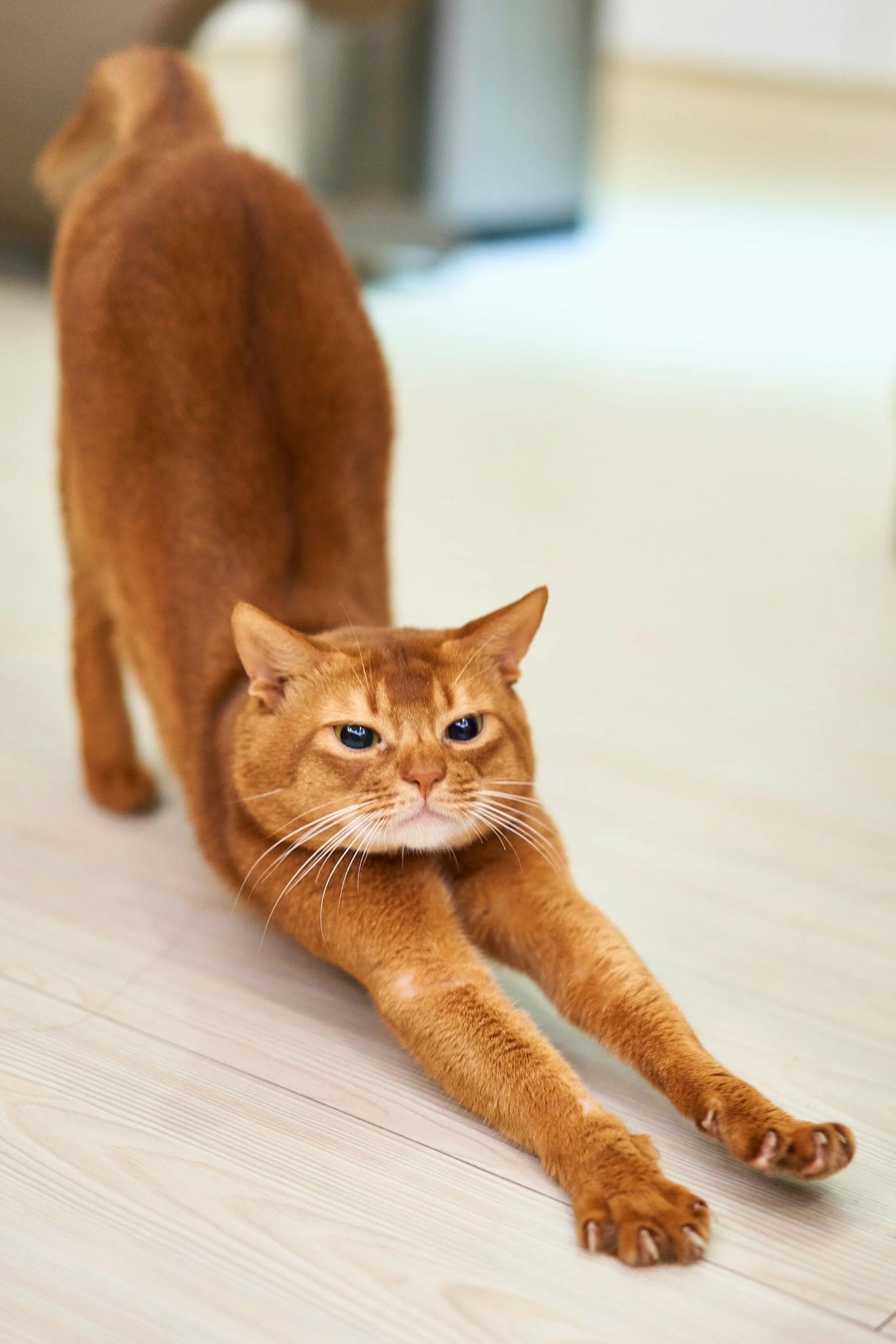 About A cute ginger cat stretches on a wooden floor, showing its flexible feline body.