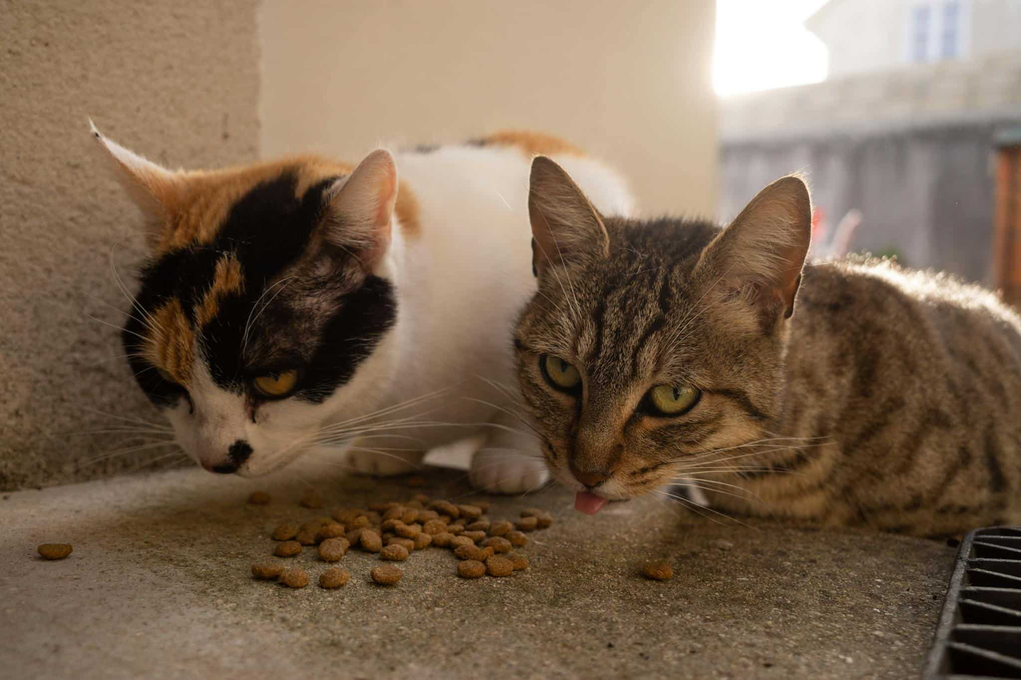 About Close-up of two cats eating dry food outside in sunlight. Perfect for pet care themes.