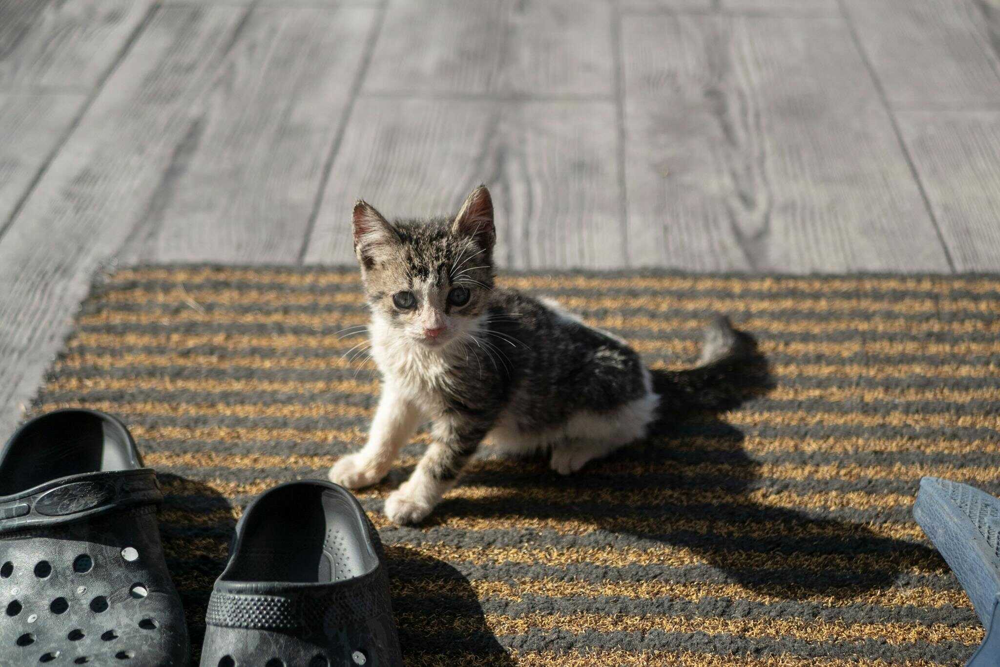 About Cute kitten sitting on a striped carpet next to clogs. Bright indoor lighting.