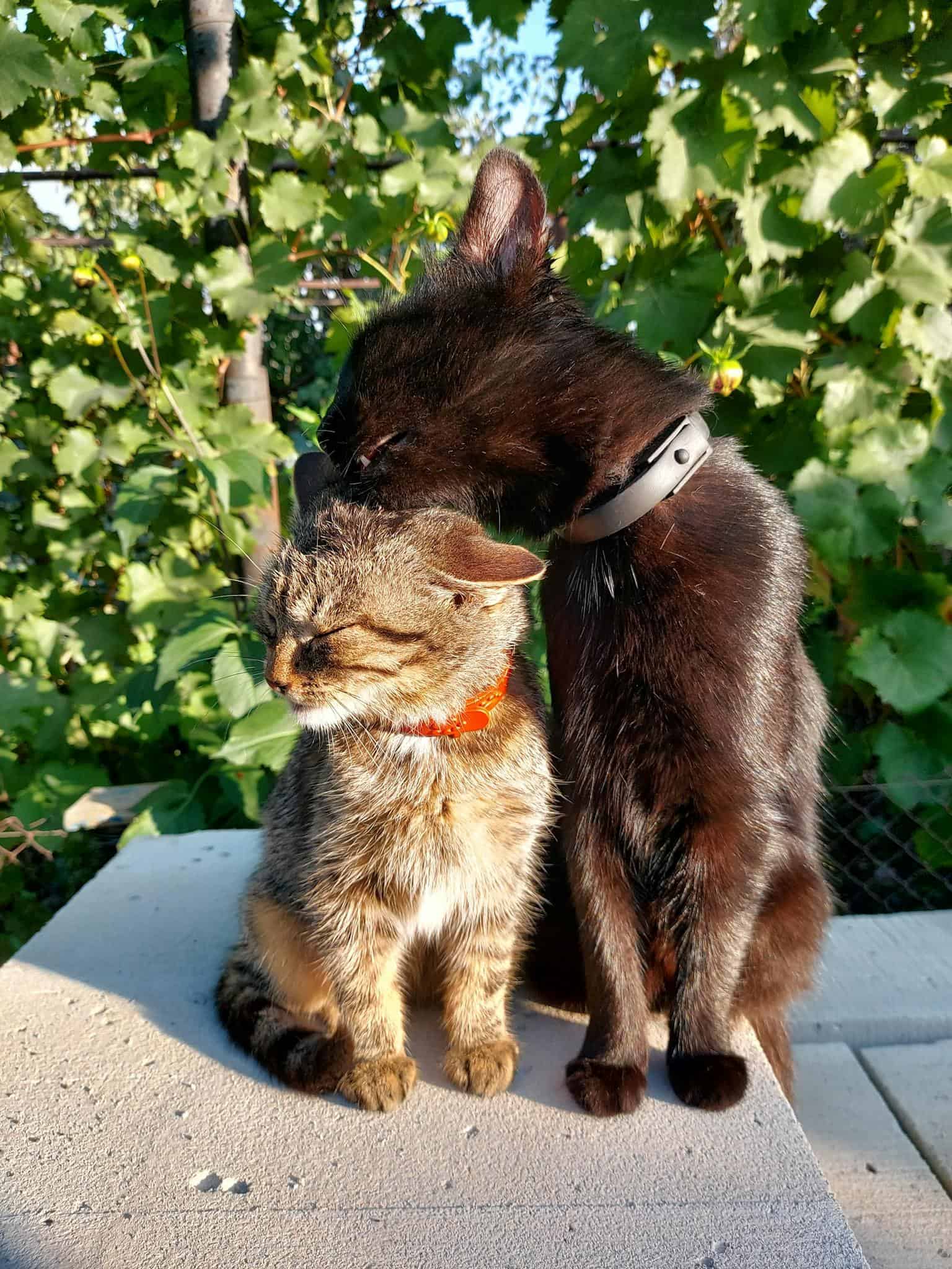 About Two cats, one black and one tabby, cuddling outdoors in sunlight.
